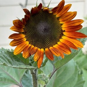 Meet your Posher, Jan